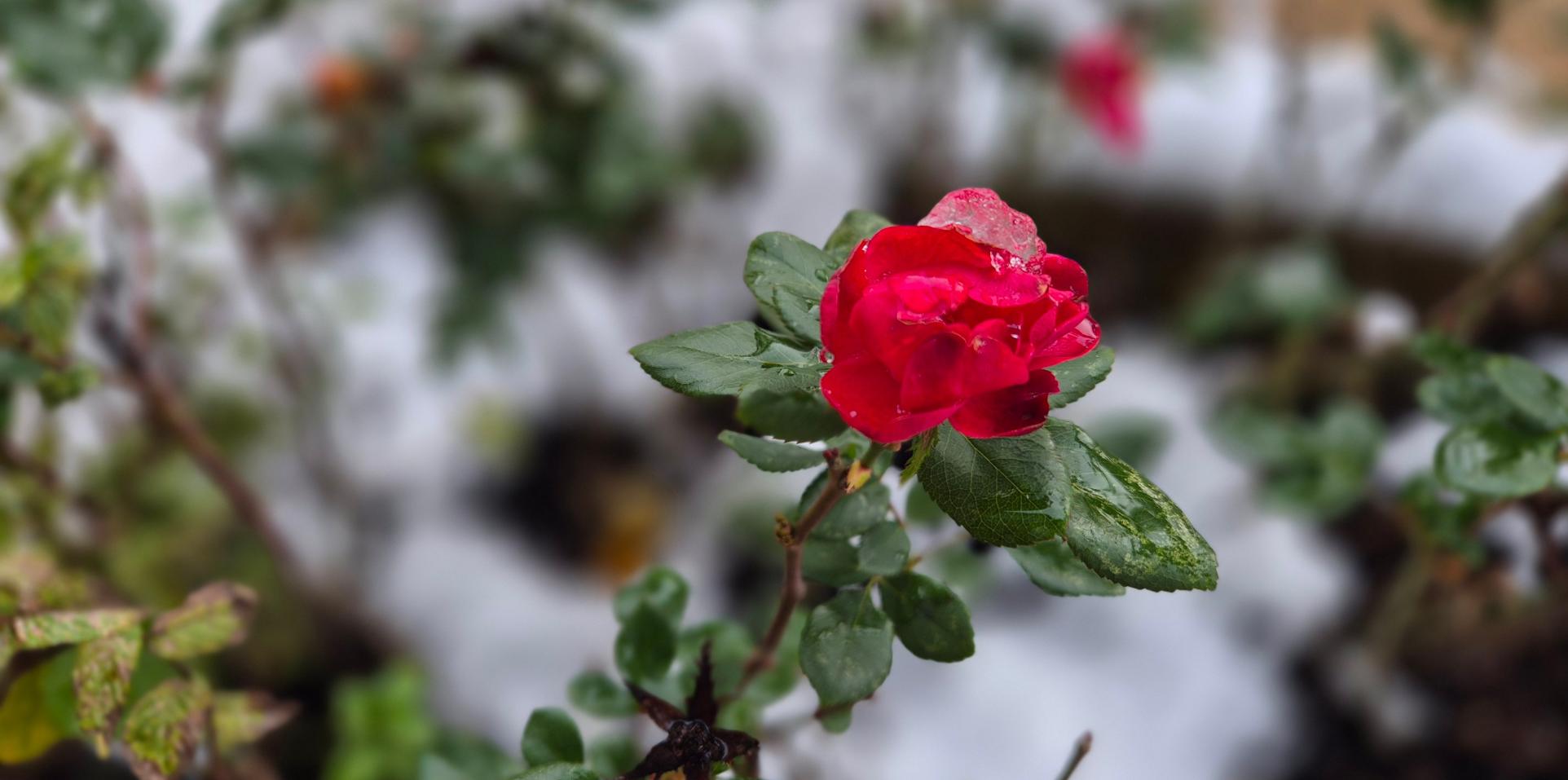 Winter_Rose