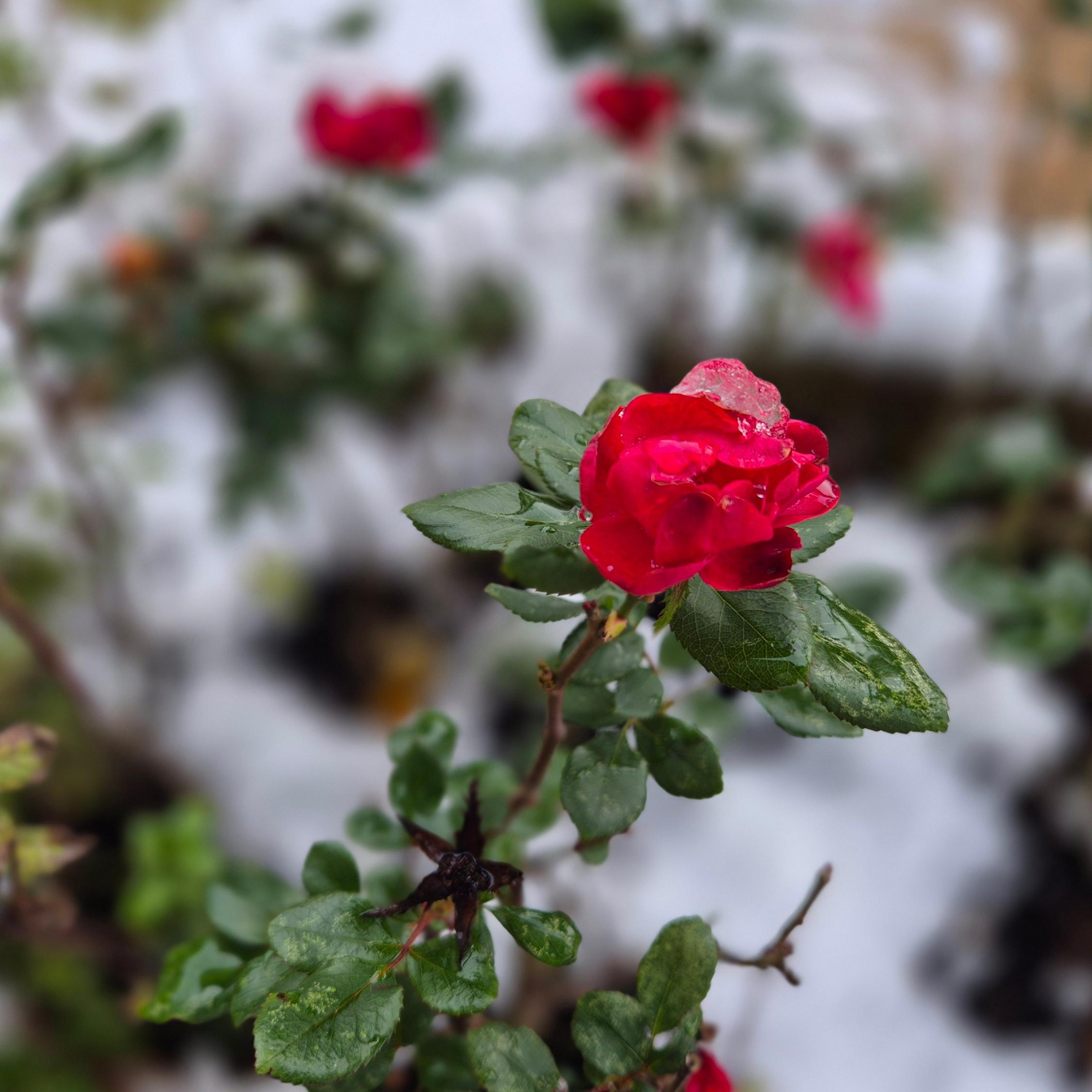 Winter_Rose