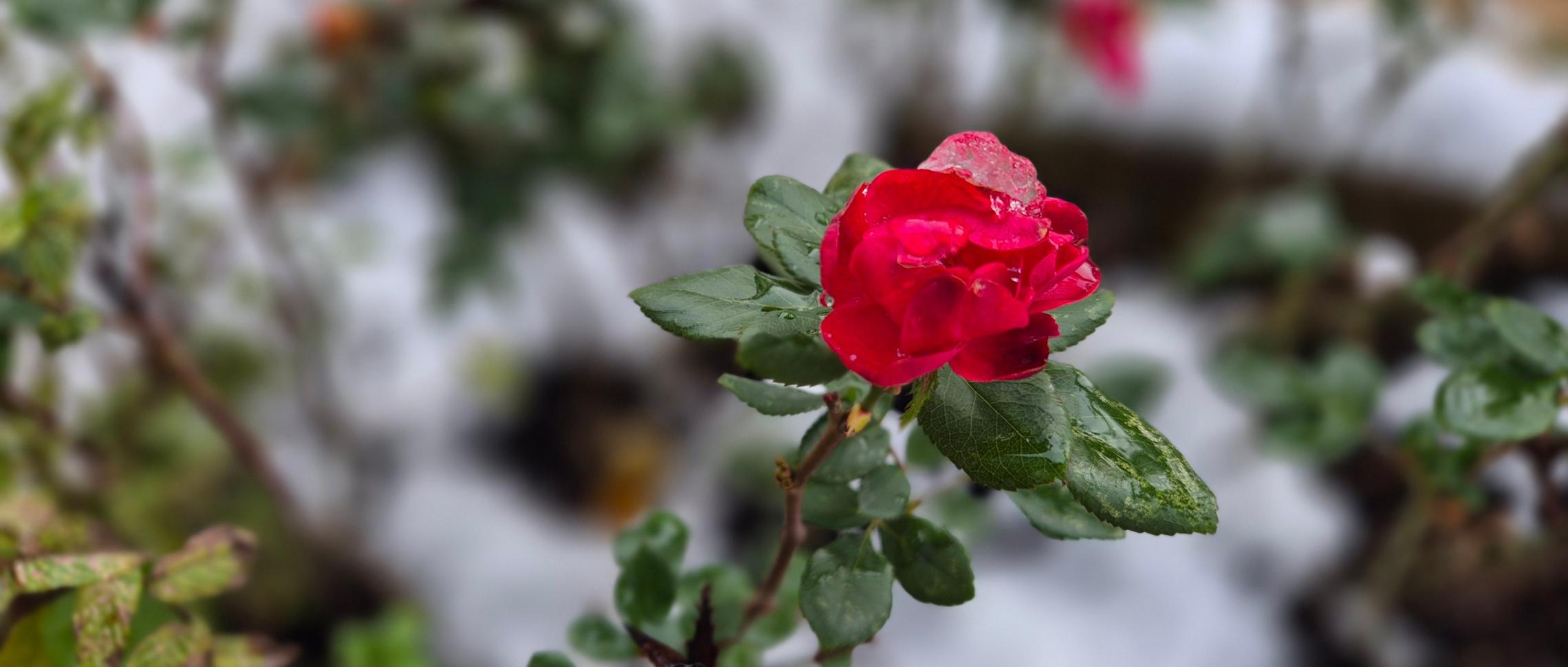 Winter_Rose