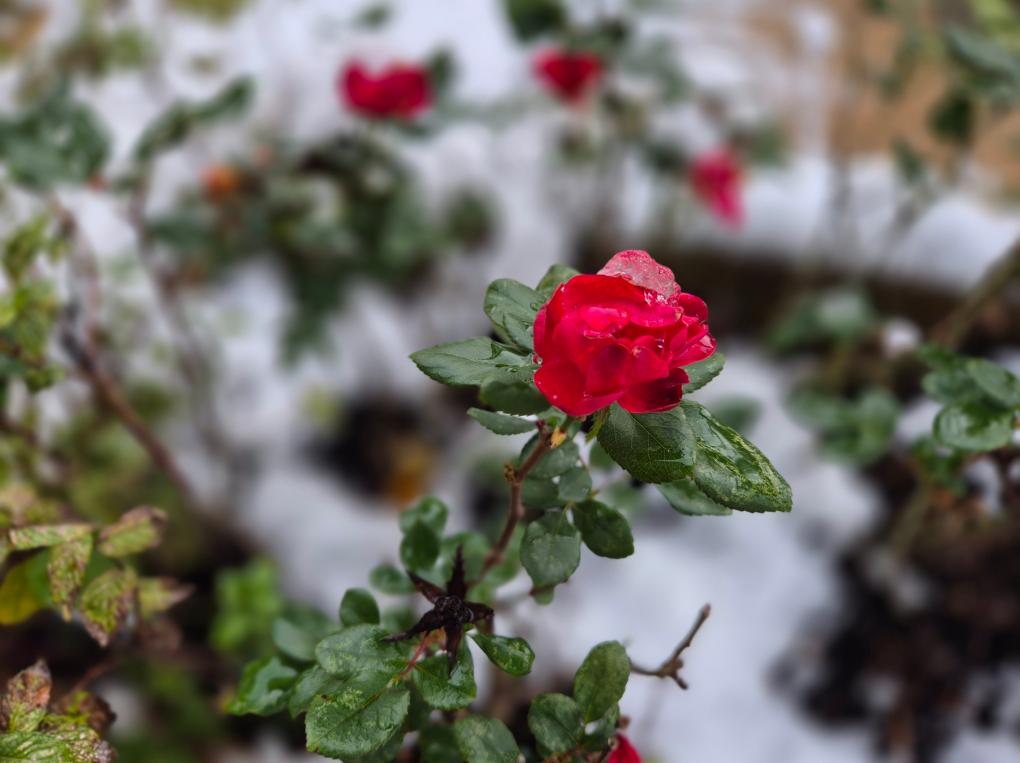 Winter_Rose