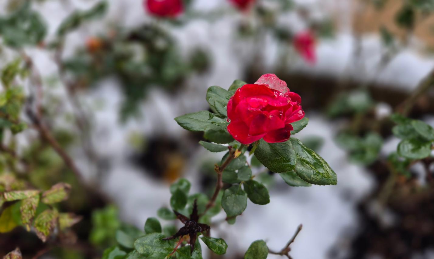 Winter_Rose