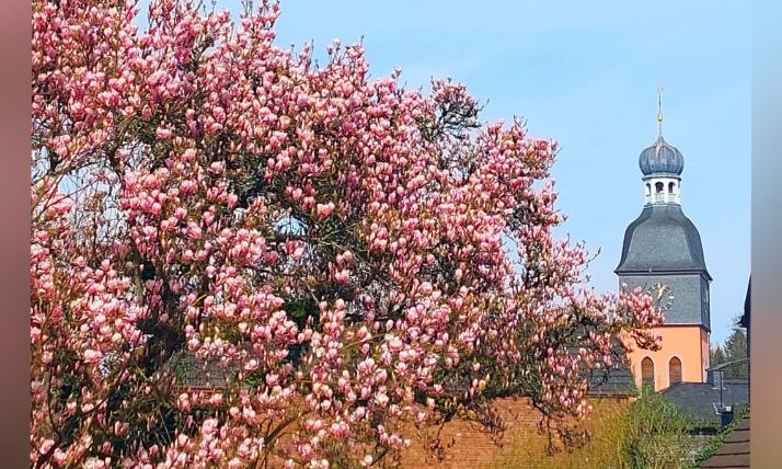 Kreuzerh Magnolien