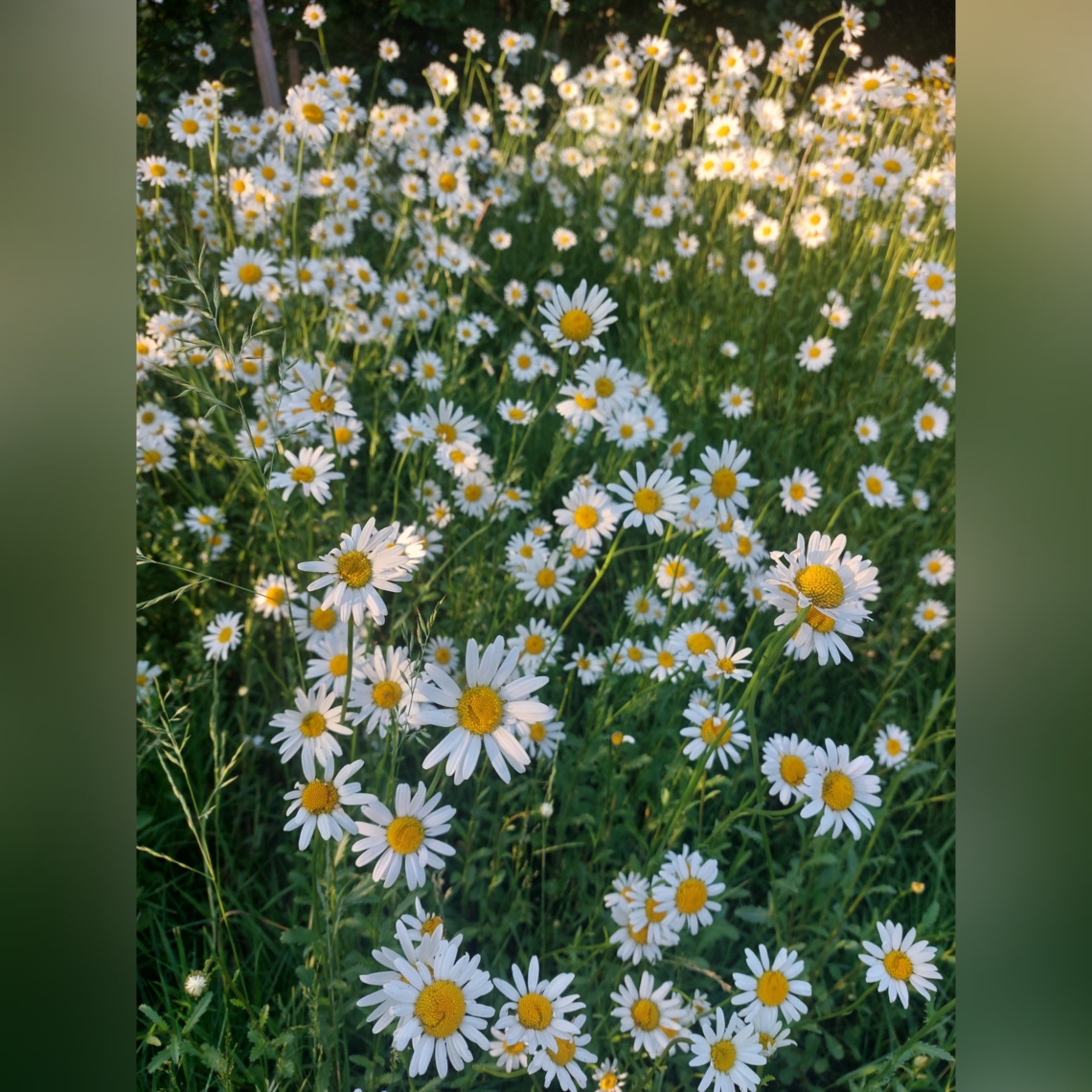 Margeriten