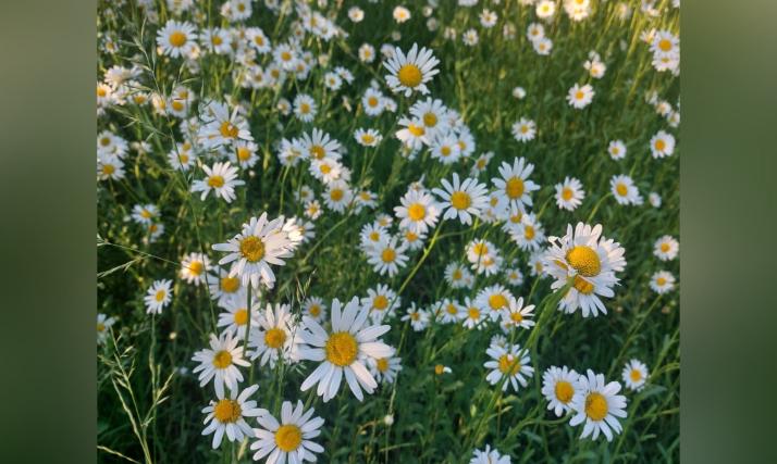 Margeriten