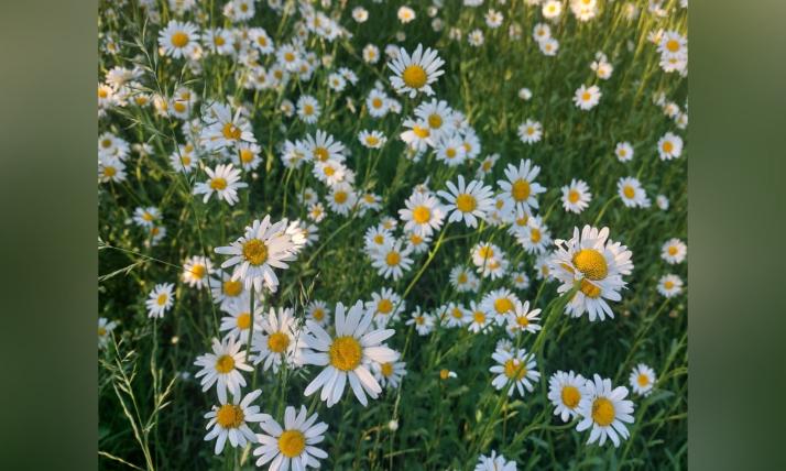 Margeriten