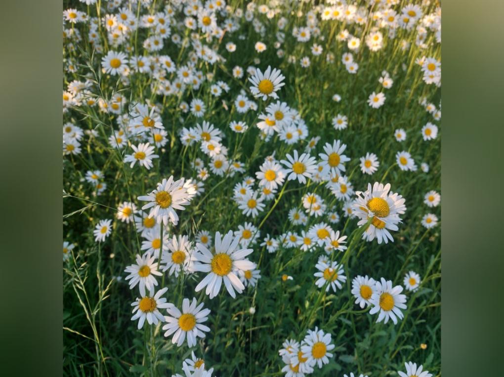 Margeriten
