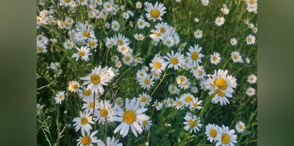 Margeriten