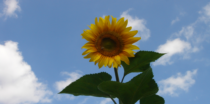 Sonnenblume